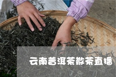 云南普洱茶散茶直播/2023091592825