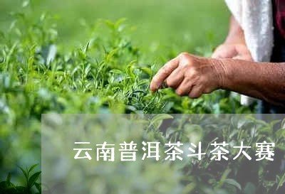 云南普洱茶斗茶大赛/2023082685160