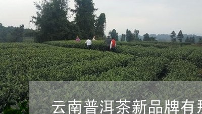 云南普洱茶新品牌有那些/2023082883715