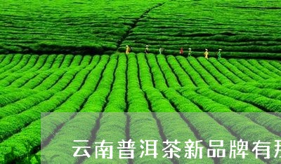 云南普洱茶新品牌有那些/2023110521815