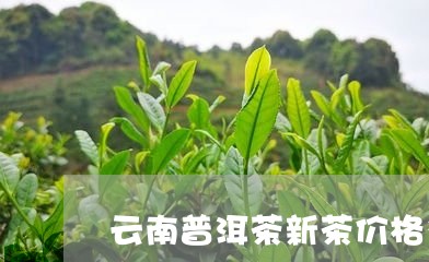 云南普洱茶新茶价格多少/2023120756169