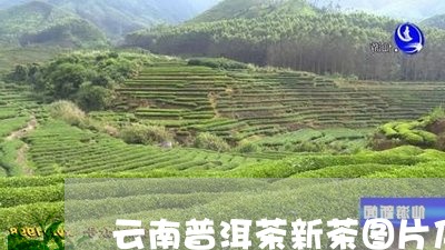 云南普洱茶新茶图片及价格/2023112473826