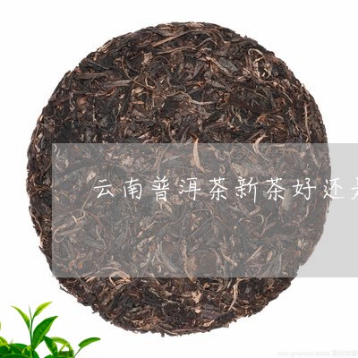 云南普洱茶新茶好还是/2023062583158