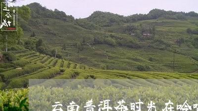 云南普洱茶时光在吟唱/2023100616260