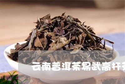 云南普洱茶易武高杆茶/2023100714949