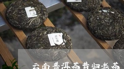 云南普洱茶昔归老茶/2023112537371