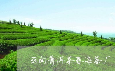 云南普洱茶春海茶厂/2023082851637