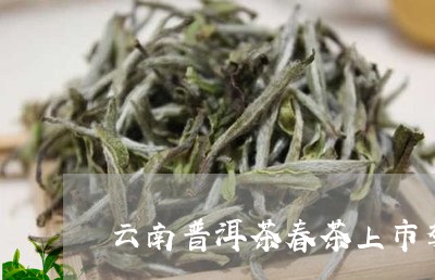 云南普洱茶春茶上市季/2023080268493