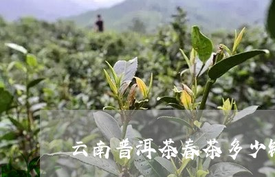 云南普洱茶春茶多少钱/2023062144926