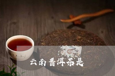 云南普洱茶是/2023042934032