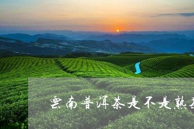 云南普洱茶是不是熟茶/2023100740491