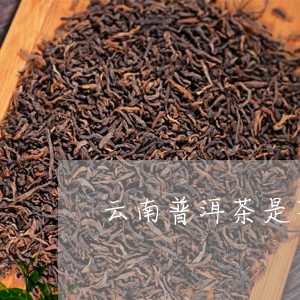 云南普洱茶是不是红茶/2023100592503