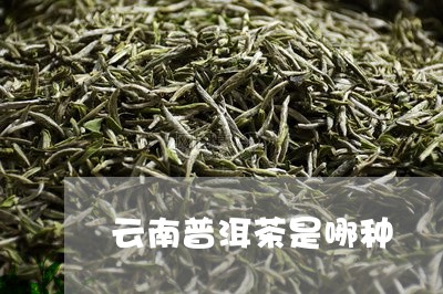 云南普洱茶是哪种/2023092519614