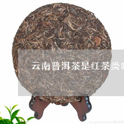 云南普洱茶是红茶类吗/2023072481594