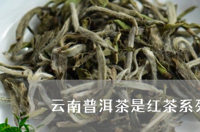 云南普洱茶是红茶系列/2023100802936