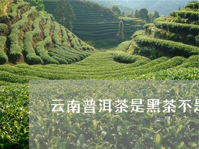 云南普洱茶是黑茶不是红茶/2023112561513