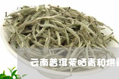 云南普洱茶晒青和烘青/2023092849580