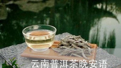 云南普洱茶晚安语/2023120411426