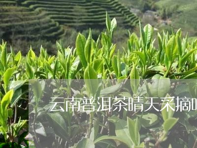 云南普洱茶晴天采摘吗现在/2023112437359