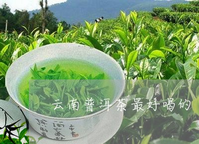 云南普洱茶最好喝的/2023120560703