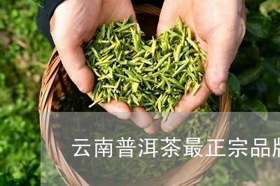 云南普洱茶最正宗品牌/2023100506059