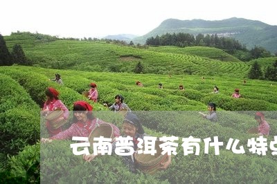 云南普洱茶有什么特点吗/2023082493858