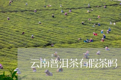 云南普洱茶有假茶吗/2023070968289