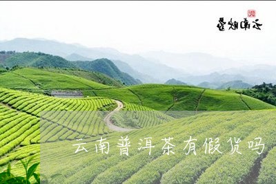 云南普洱茶有假货吗/2023082811937