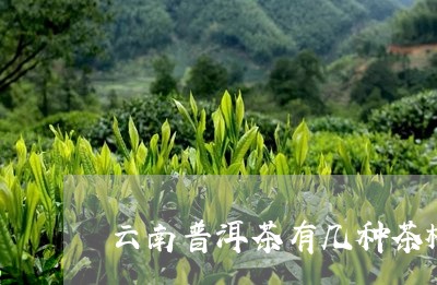 云南普洱茶有几种茶树/2023080118460