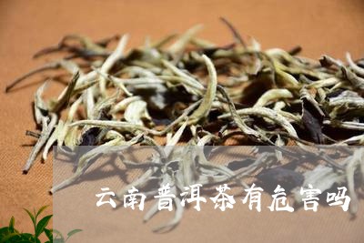 云南普洱茶有危害吗/2023120512726