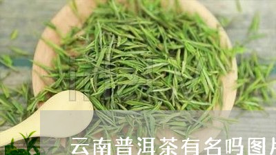 云南普洱茶有名吗图片/2023111085947