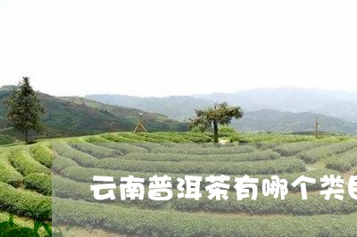 云南普洱茶有哪个类目/2023062965817