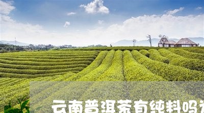 云南普洱茶有纯料吗为什么/2023082872946