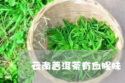 云南普洱茶有血腥味/2023101614856