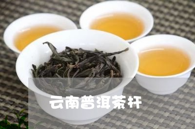 云南普洱茶杆/2023042842063