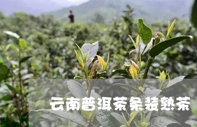 云南普洱茶条装熟茶/2023120568371