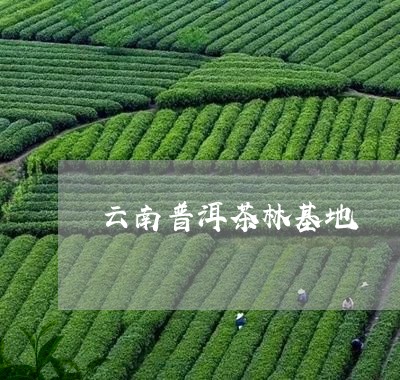 云南普洱茶林基地/2023101617949