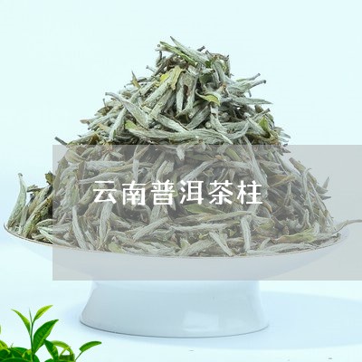 云南普洱茶柱/2023042750193