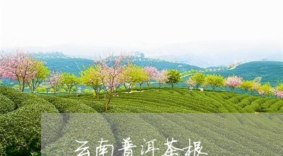 云南普洱茶根/2023042875814