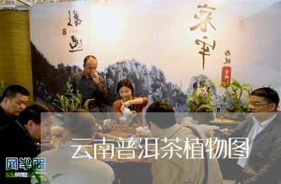 云南普洱茶植物图/2023070808793