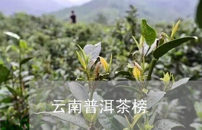 云南普洱茶榜/2023042729879