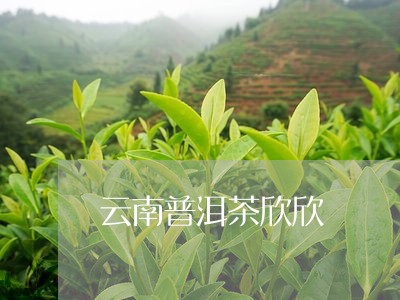 云南普洱茶欣欣/2023101603827