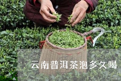 云南普洱茶泡多久喝/2023091582826