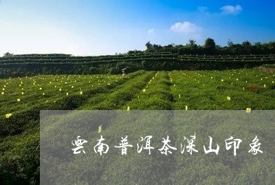 云南普洱茶深山印象/2023120514037