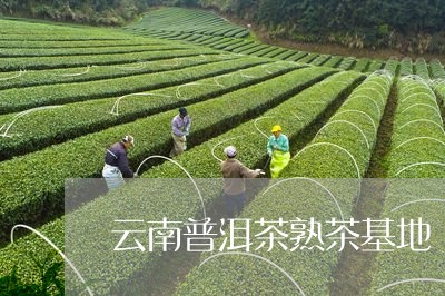 云南普洱茶熟茶基地/2023112750260