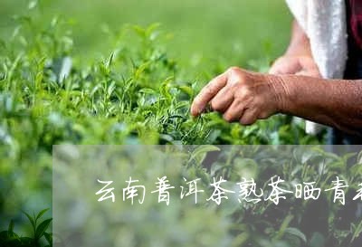 云南普洱茶熟茶晒青毛茶/2023102480716