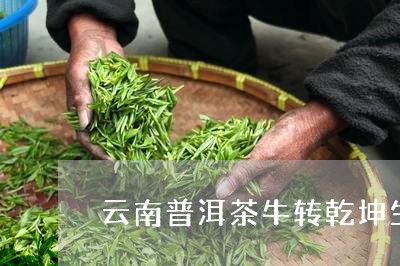 云南普洱茶牛转乾坤生茶100克/2023082696860