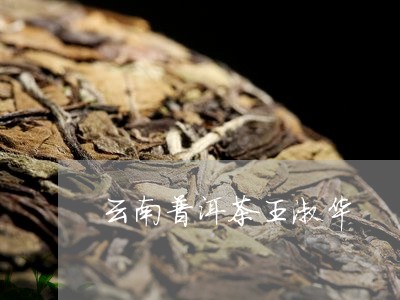 云南普洱茶王淑华/2023120451503