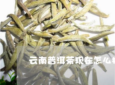 云南普洱茶现在怎么样/2023072317269