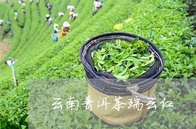 云南普洱茶瑞云红/2023081608592